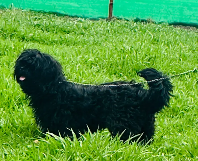 * Gender: Male * Age: 11Months * Healthy & Active * Top Quality  * Pla — photo 4
