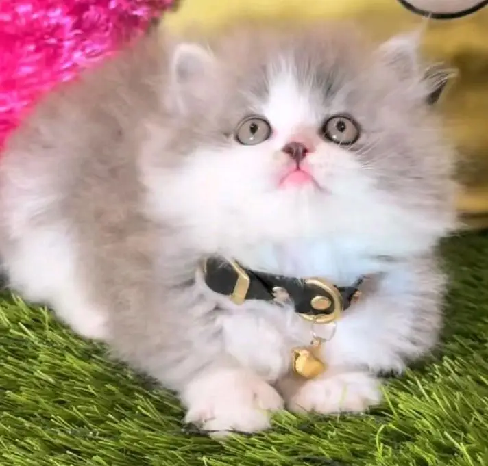 Persian cats My WhatsApp 03057080474 ////\\\^£^¢¥¢¥¢√¢¥¥¢ — photo 8