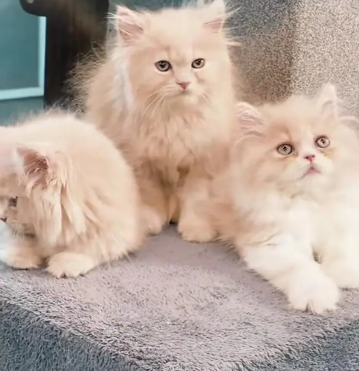 Persian cats My WhatsApp 03057080474 ////\\\^£^¢¥¢¥¢√¢¥¥¢ — photo 12