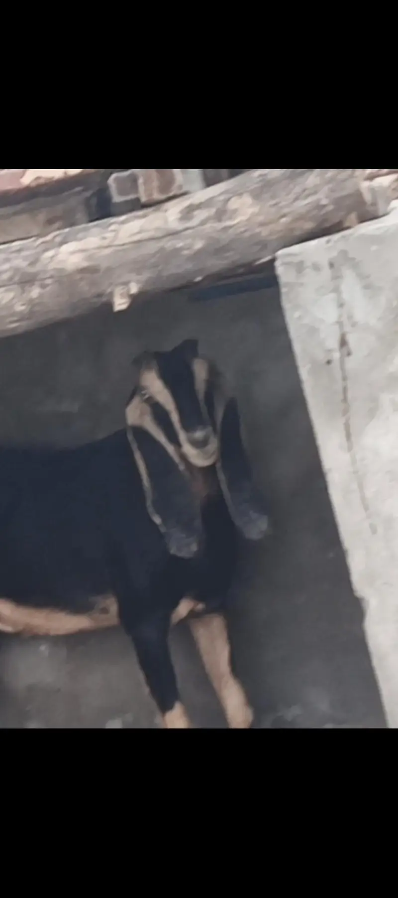 nasli baqri hai r sath becha b hai urgent sal krni hau — photo 3
