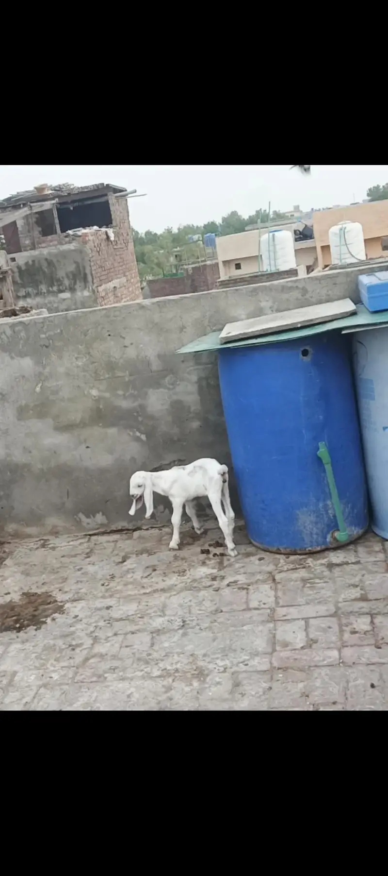 nasli baqri hai r sath becha b hai urgent sal krni hau — photo 9
