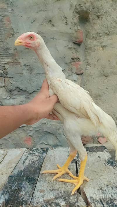 white shamo| king size shamo |german shamo |3 month old shamo chicks