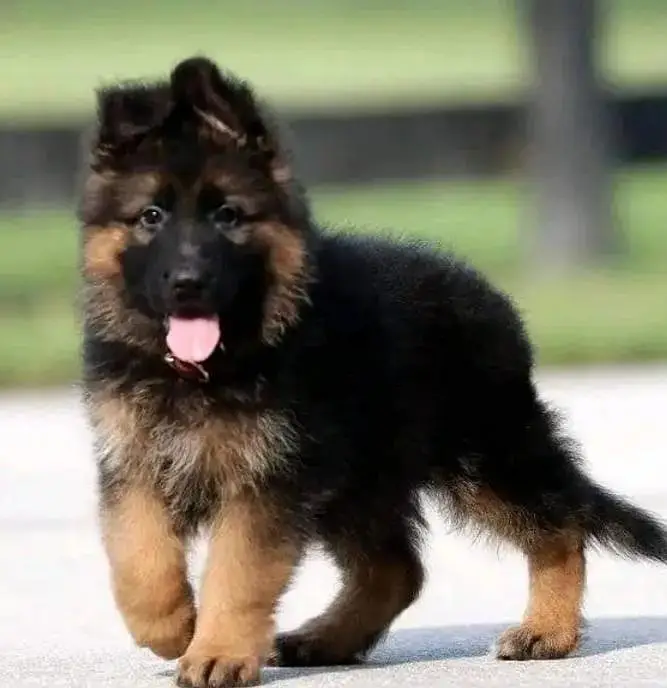 German shepherd puppies 0327 6625337 WhatsApp contact — photo 2