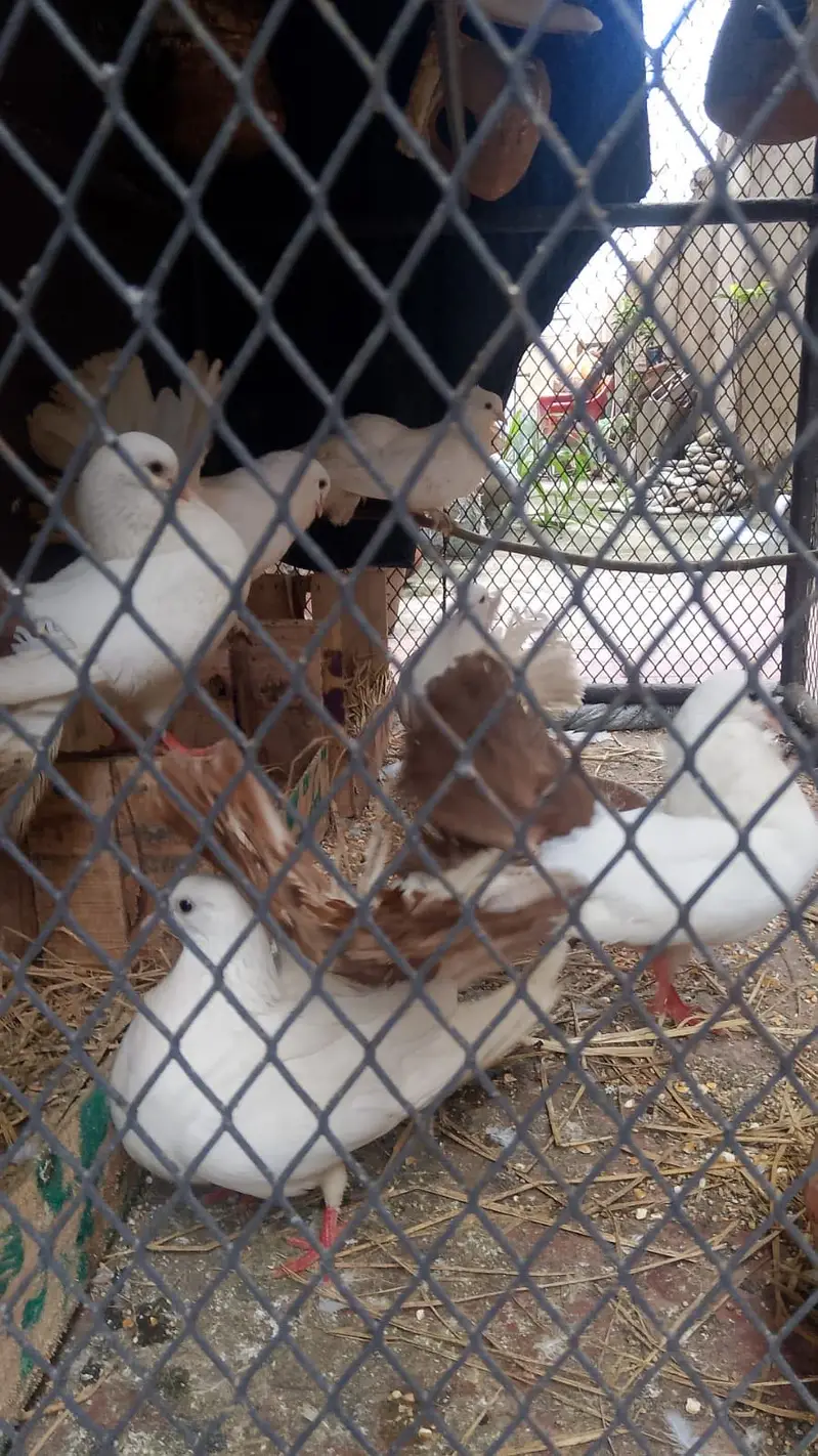 Pigeons lakkay and fancy — photo 2
