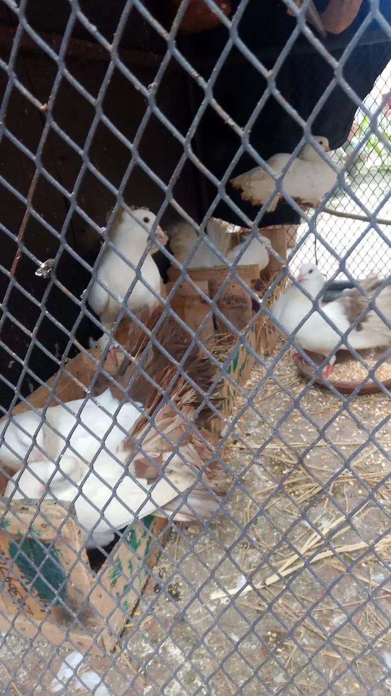 Pigeons lakkay and fancy — photo 3