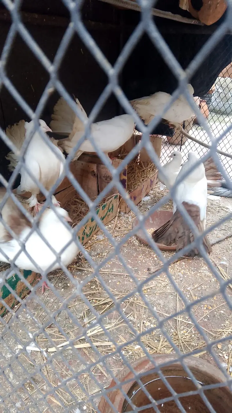 Pigeons lakkay and fancy — photo 4