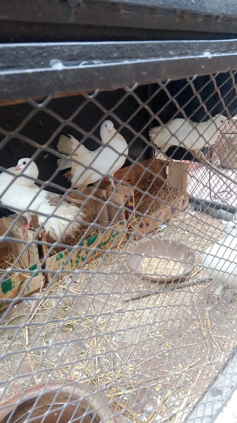 Pigeons lakkay and fancy — photo 5