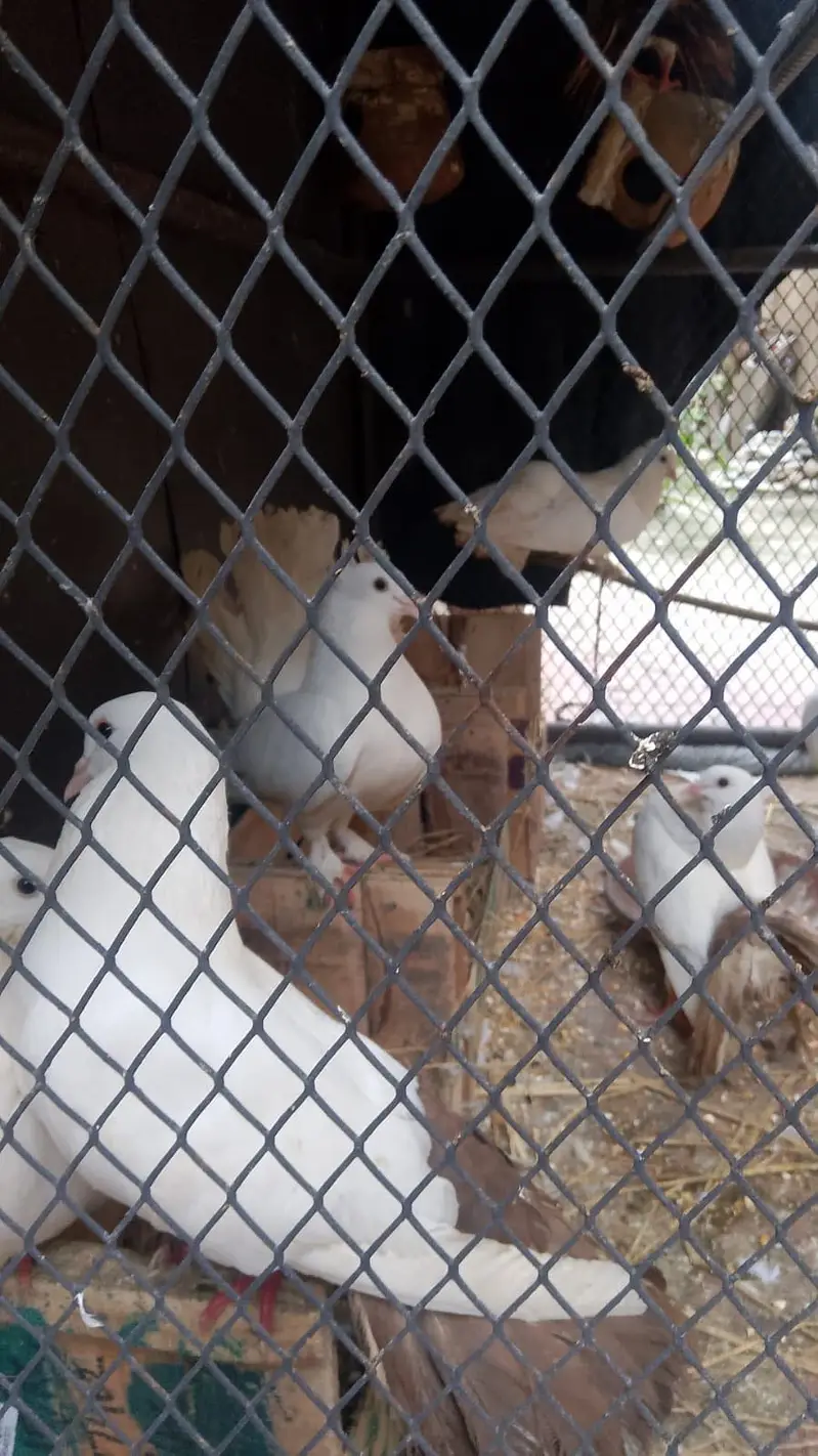 Pigeons lakkay and fancy — photo 6