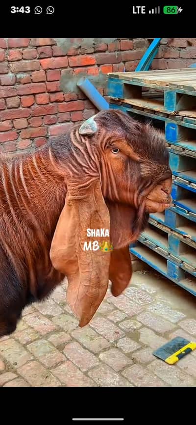 pure Nagra Male Healthy And Heavy