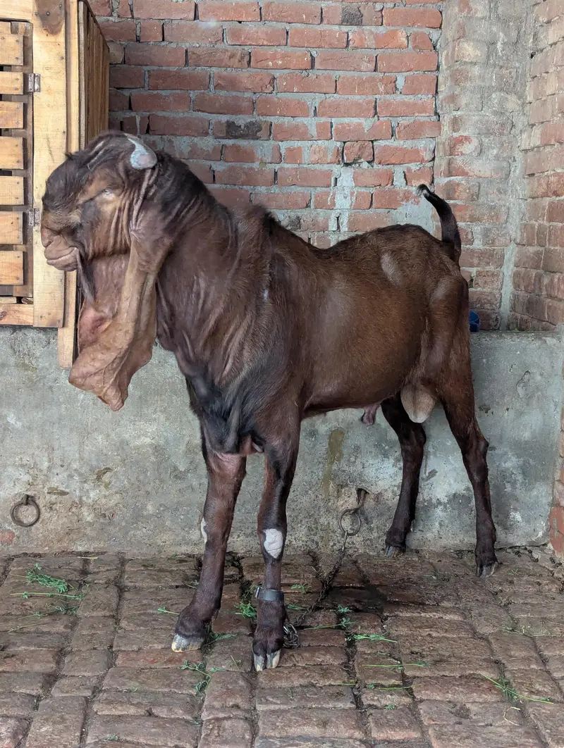 pure Nagra Male Healthy And Heavy — photo 2