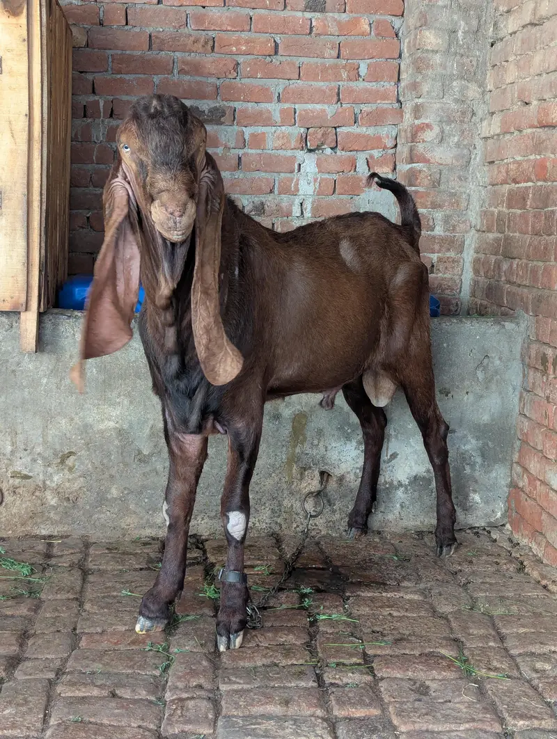 pure Nagra Male Healthy And Heavy — photo 3