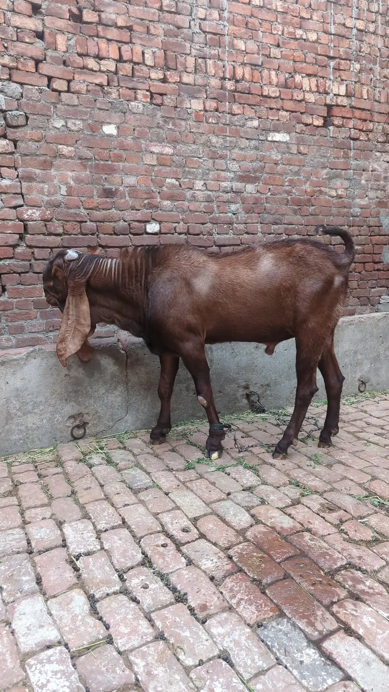 pure Nagra Male Healthy And Heavy — photo 4