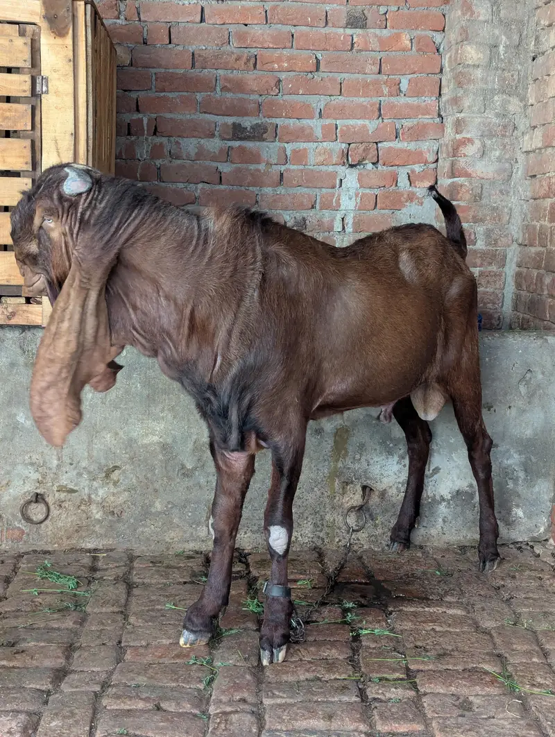 pure Nagra Male Healthy And Heavy — photo 5
