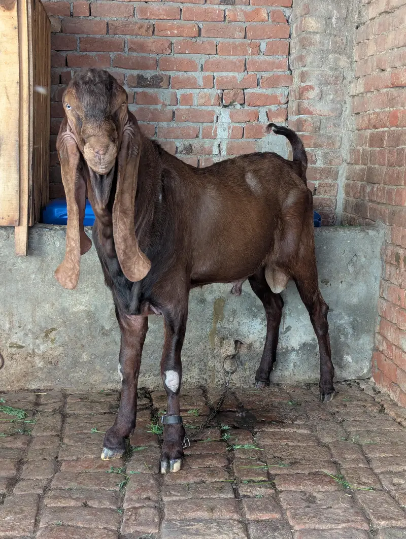 pure Nagra Male Healthy And Heavy — photo 6