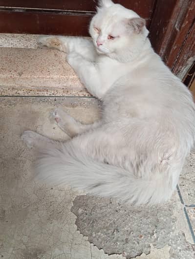 parsian cat
