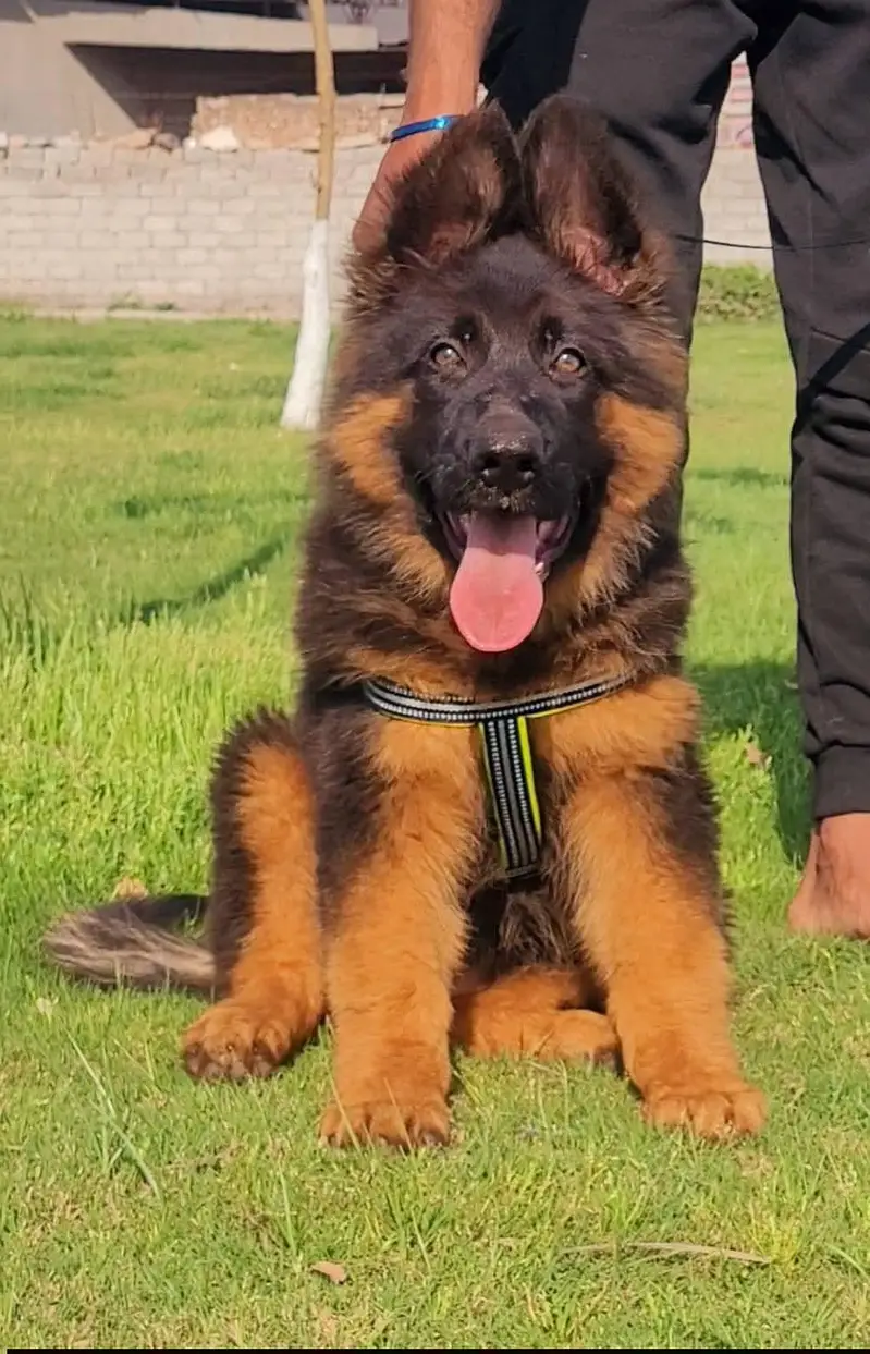 Gurman Shaft Dog My WhatsApp 03057080474 ///\\\£^¢¥¢€§π¢•¢ — photo 2