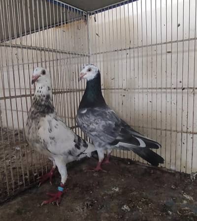 Qasid Grizzle Pair Breeder with one Chick. .