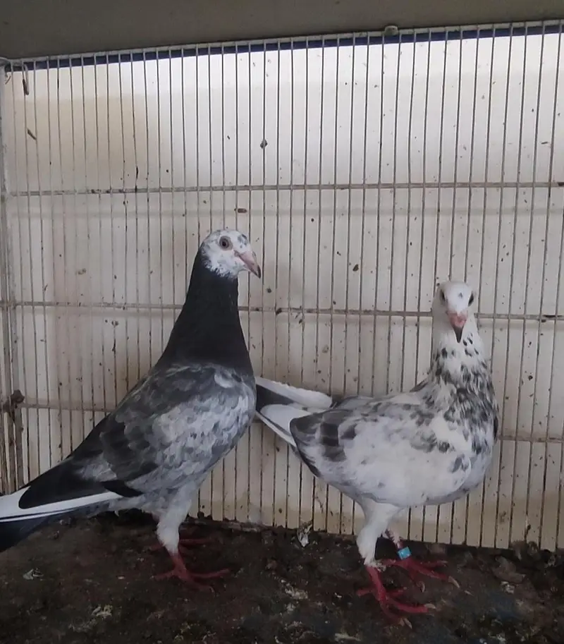 Qasid Grizzle Pair Breeder with one Chick. . — photo 2