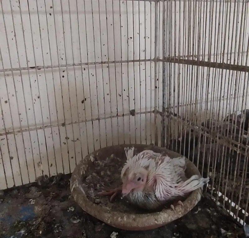 Qasid Grizzle Pair Breeder with one Chick. . — photo 3