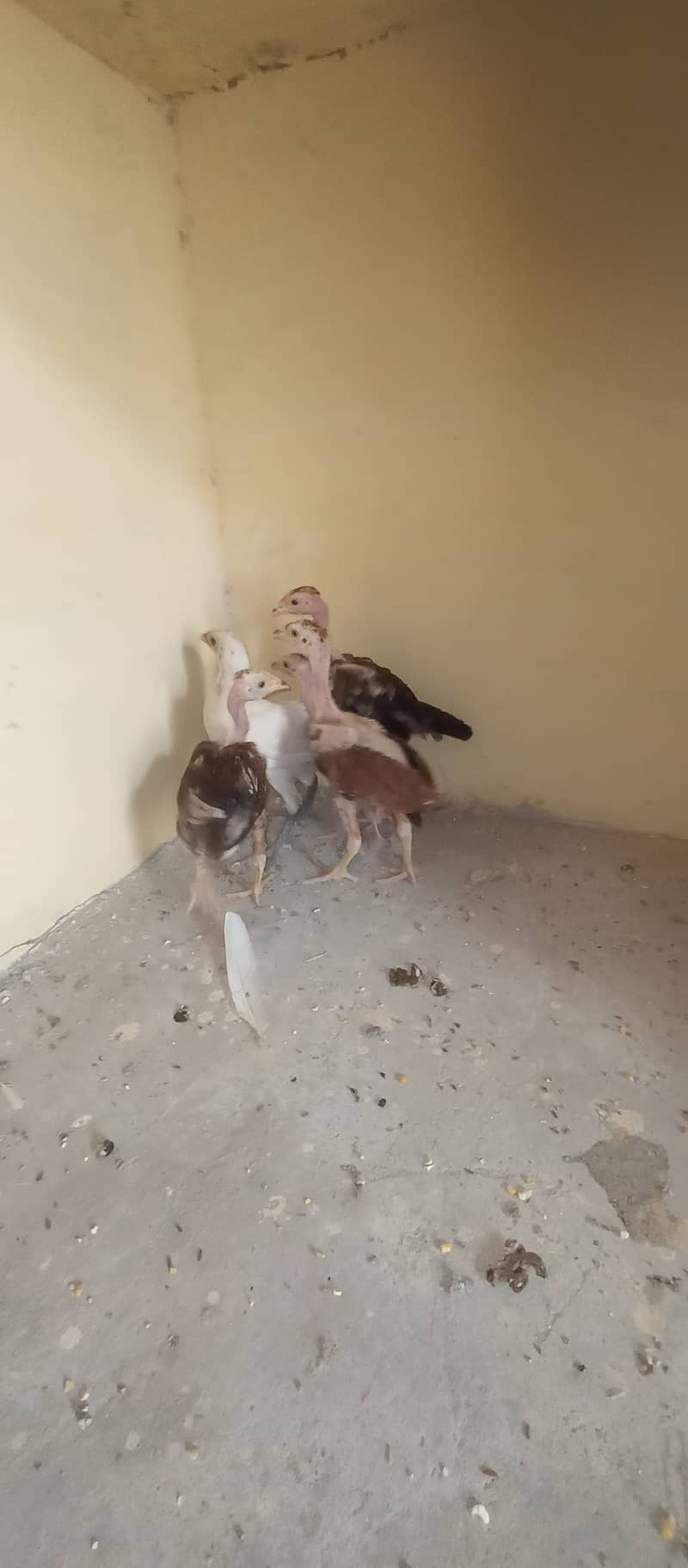 اصیل، چائنیز، ٹرکش اور فارمی مرغیاں برائے فروخت 4