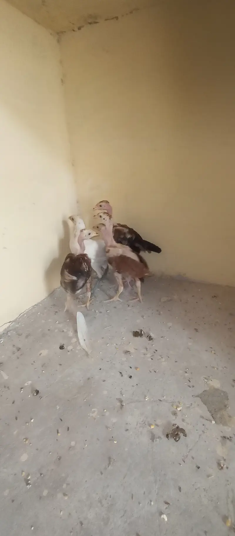 اصیل، چائنیز، ٹرکش اور فارمی مرغیاں برائے فروخت — photo 5