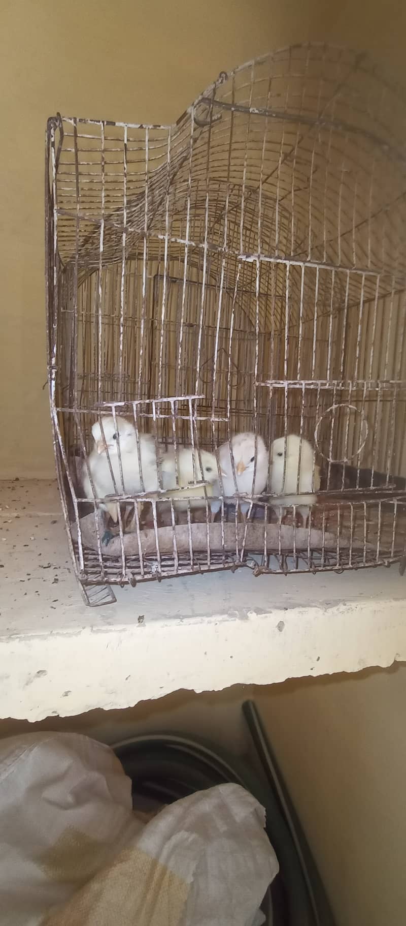اصیل، چائنیز، ٹرکش اور فارمی مرغیاں برائے فروخت 5