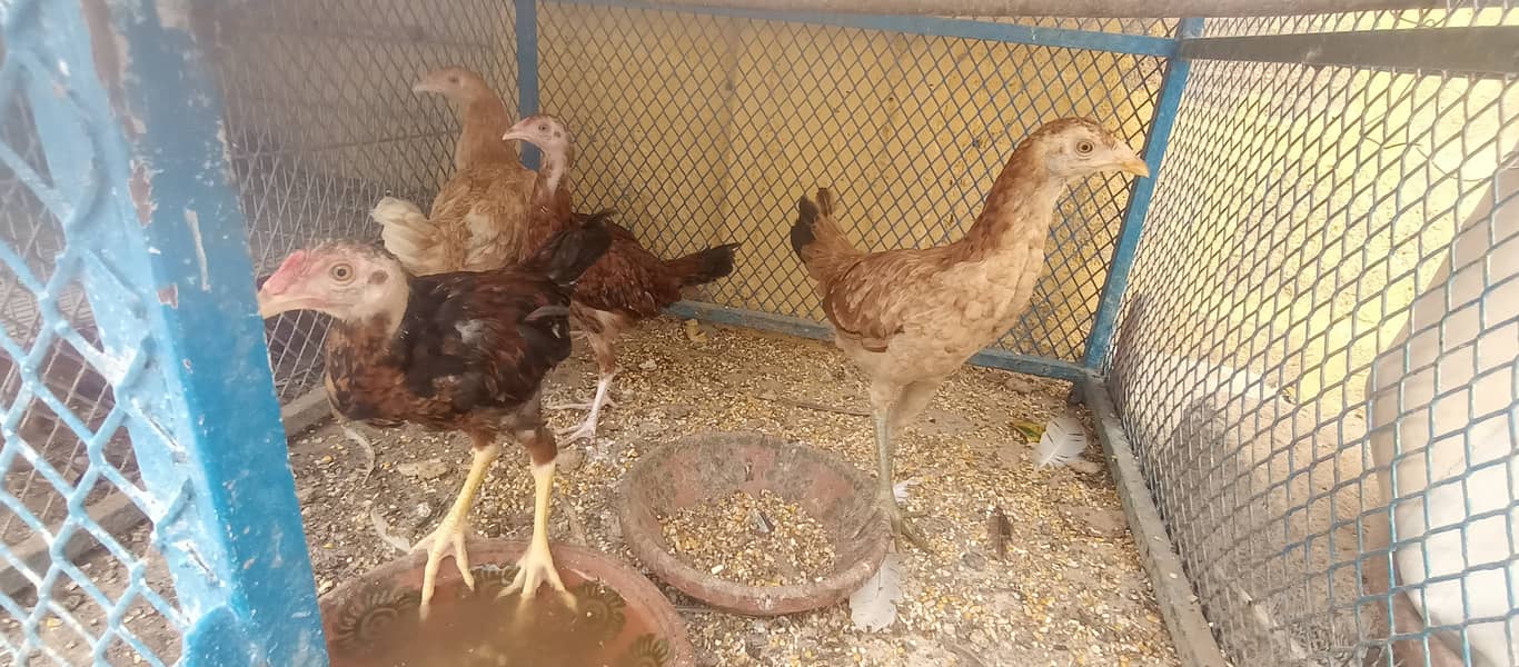 اصیل، چائنیز، ٹرکش اور فارمی مرغیاں برائے فروخت 6