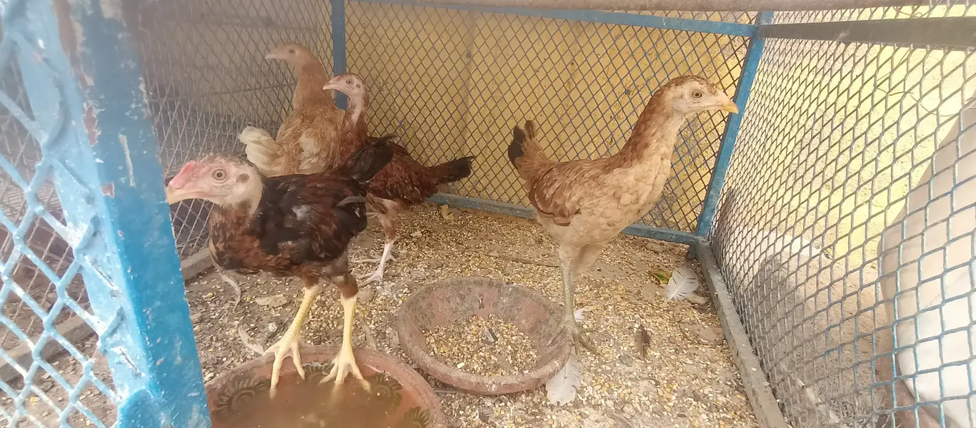 اصیل، چائنیز، ٹرکش اور فارمی مرغیاں برائے فروخت — photo 7