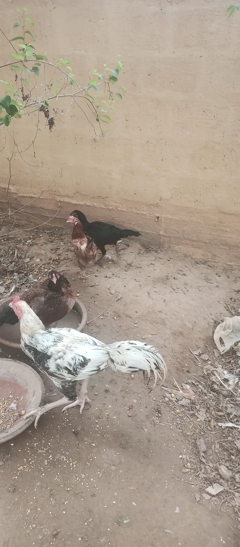 اصیل، چائنیز، ٹرکش اور فارمی مرغیاں برائے فروخت — photo 12
