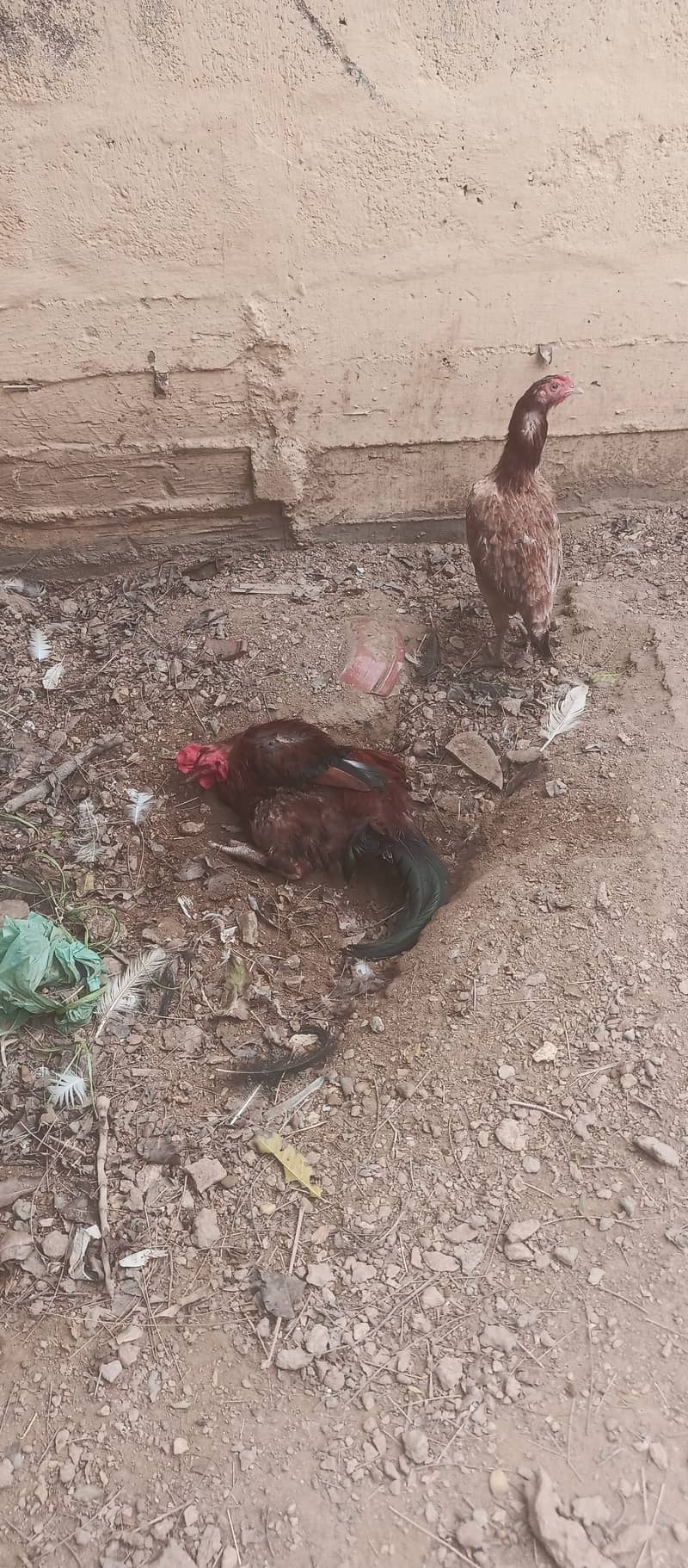 اصیل، چائنیز، ٹرکش اور فارمی مرغیاں برائے فروخت 12