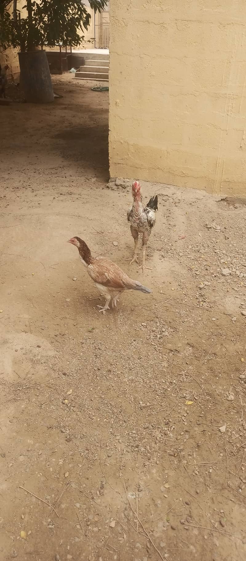 اصیل، چائنیز، ٹرکش اور فارمی مرغیاں برائے فروخت 15