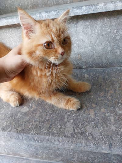 Cat for Sale