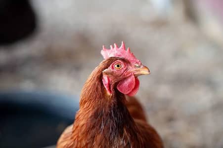 3 Hens and 1 cook for sale