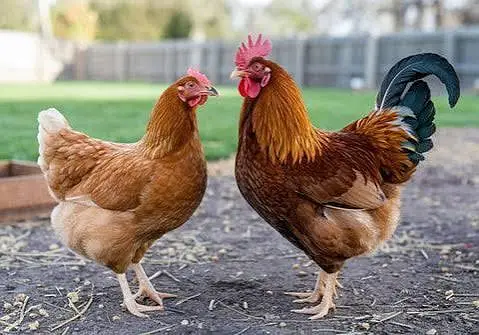 3 Hens and 1 cook for sale — photo 2