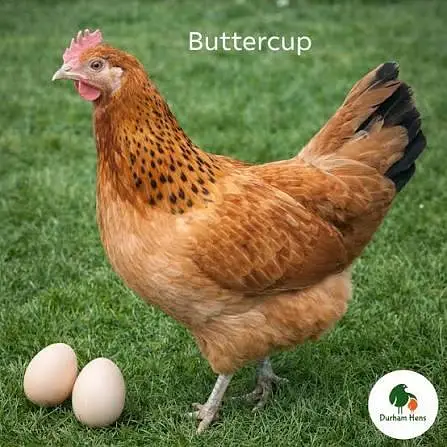 3 Hens and 1 cook for sale — photo 3