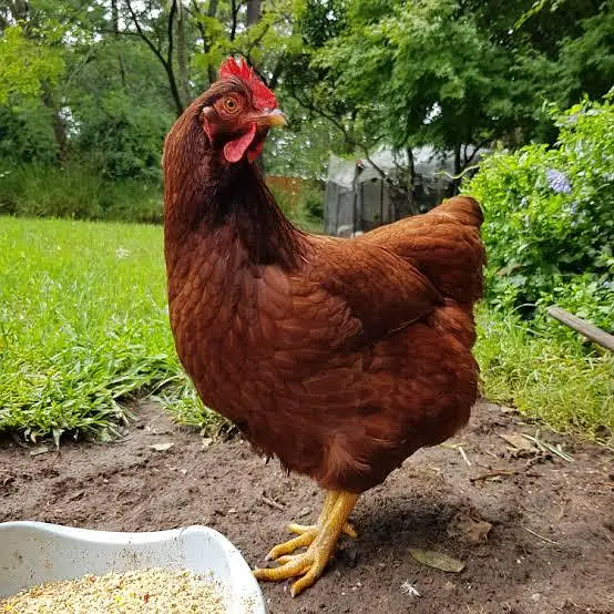 3 Hens and 1 cook for sale — photo 4