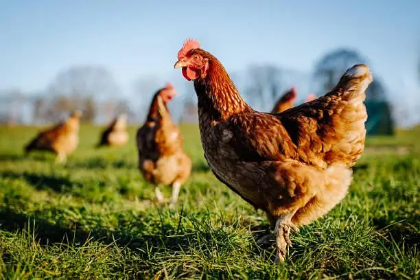 3 Hens and 1 cook for sale — photo 5