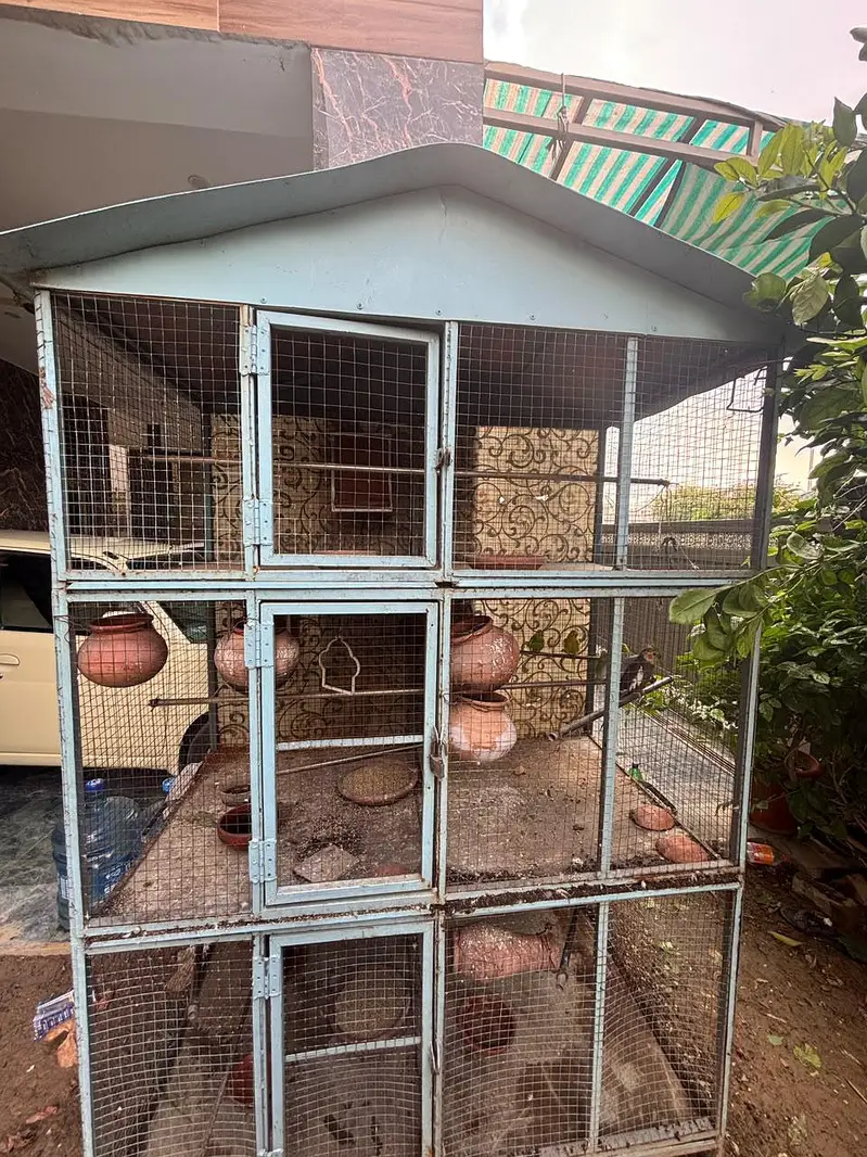 parrots with cage for sale — photo 2