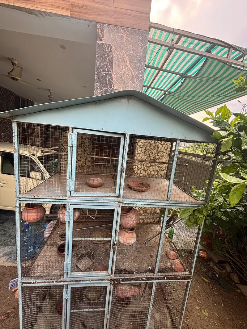 parrots with cage for sale — photo 3