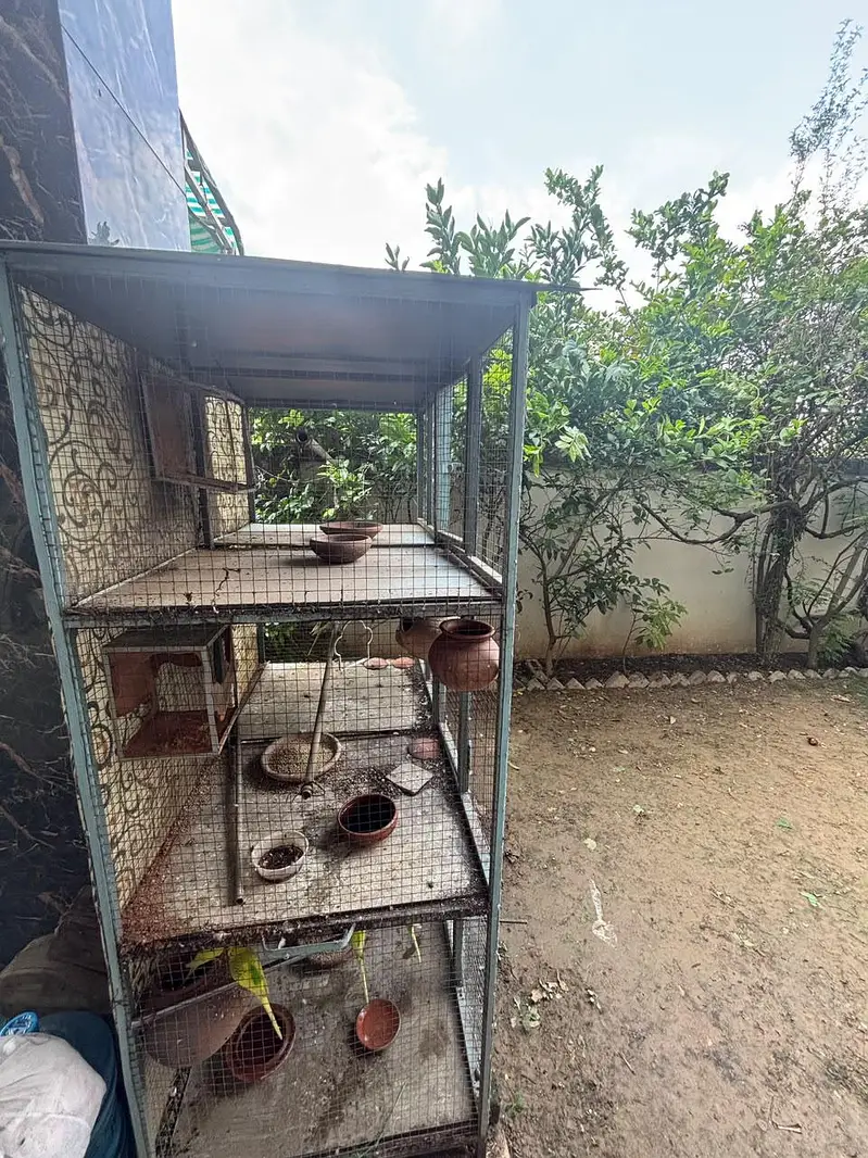 parrots with cage for sale — photo 6