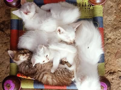 Persian kittens male female