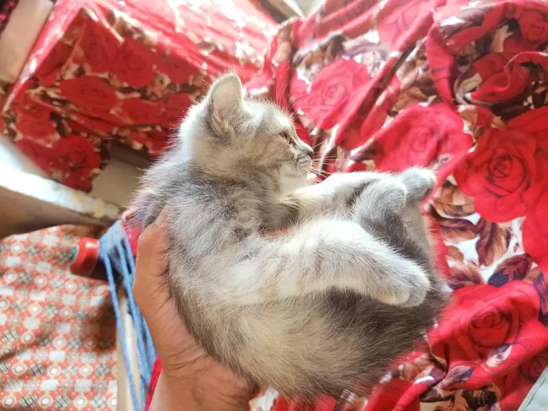 Persian kittens male female — photo 4