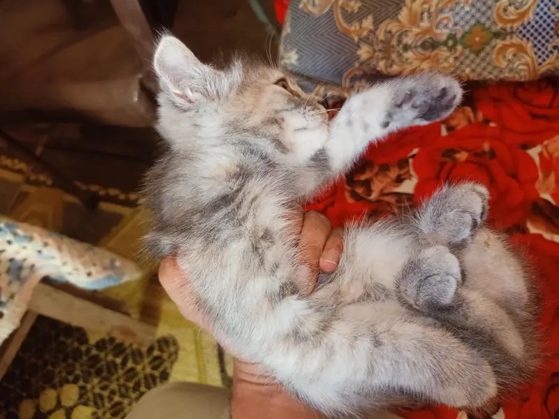 Persian kittens male female — photo 5