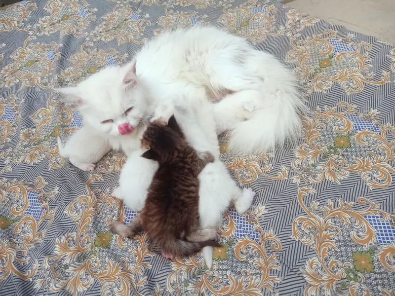 Persian kittens male female — photo 6
