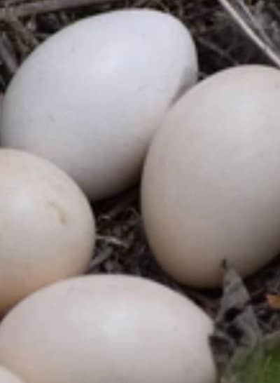 Black shoulder pea cock fertile eggs