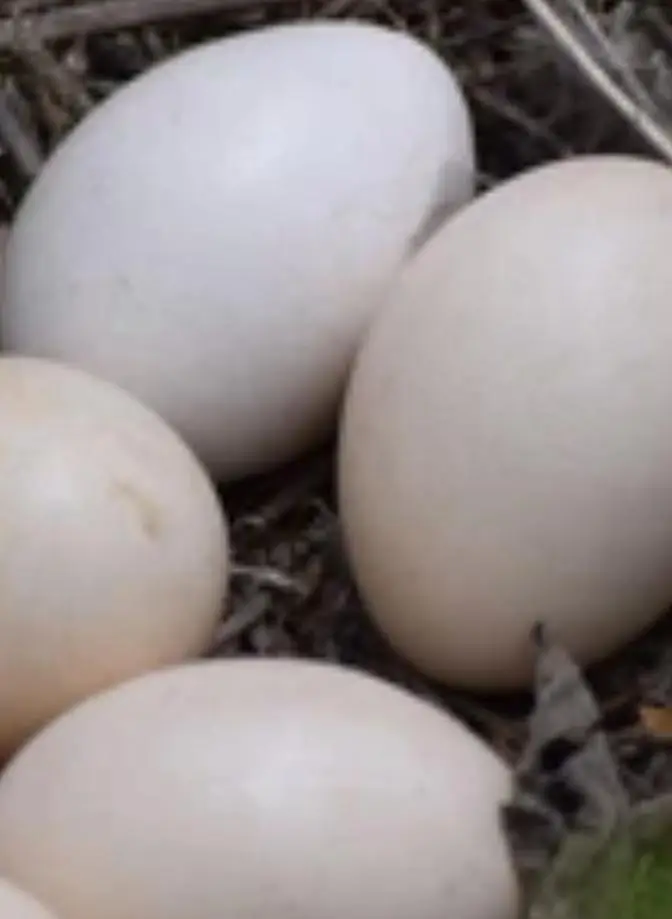 Black shoulder pea cock fertile eggs