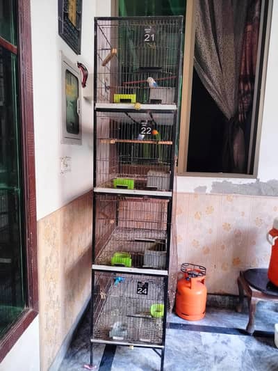lovebirds setup
