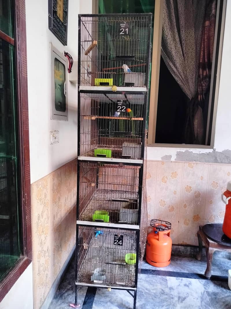 lovebirds setup 0