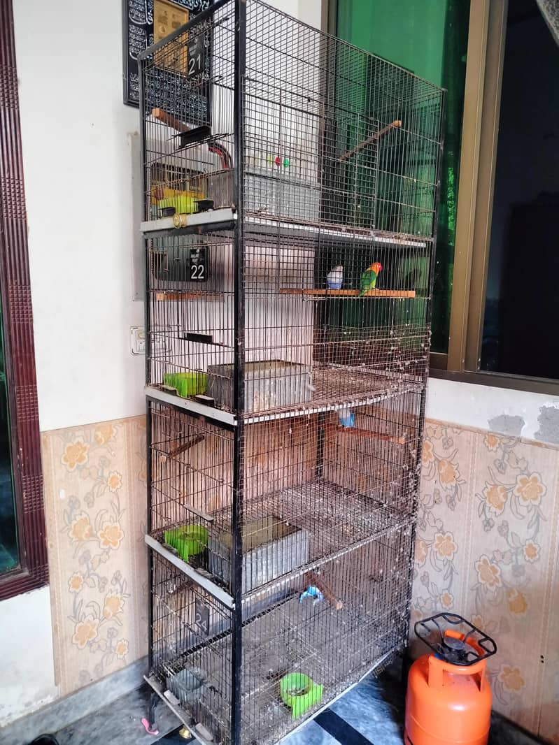 lovebirds setup 1