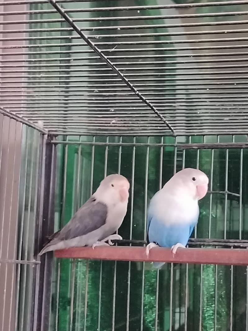 lovebirds setup 2
